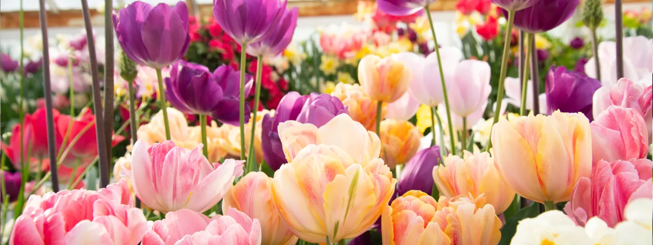 bulb show