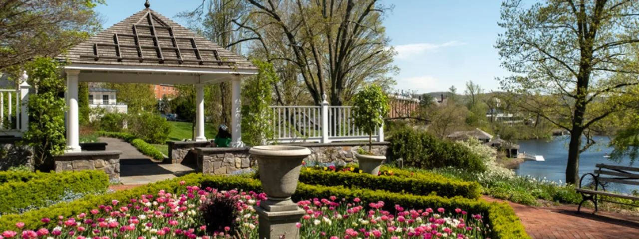 Tulips in a square overlooking Paradise Pond