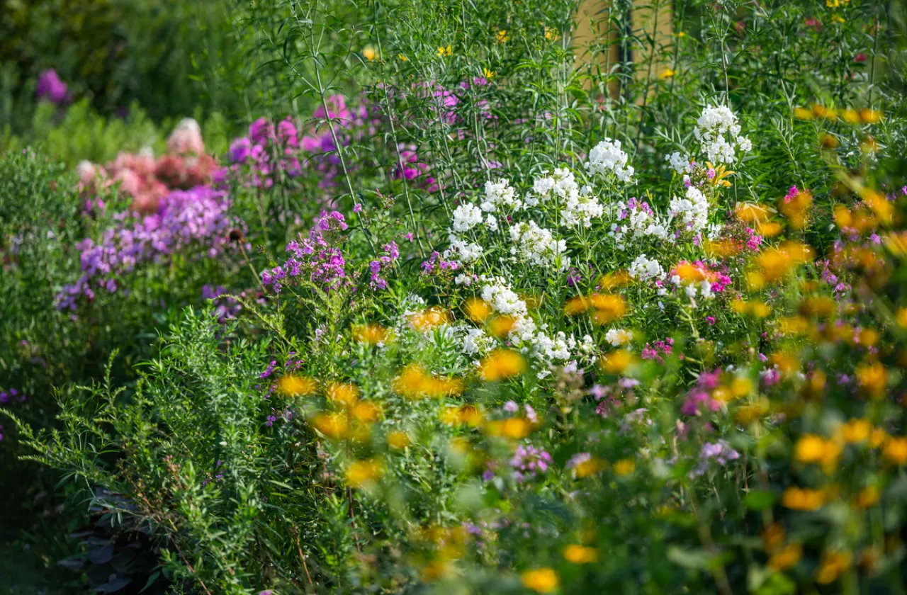 perennial border
