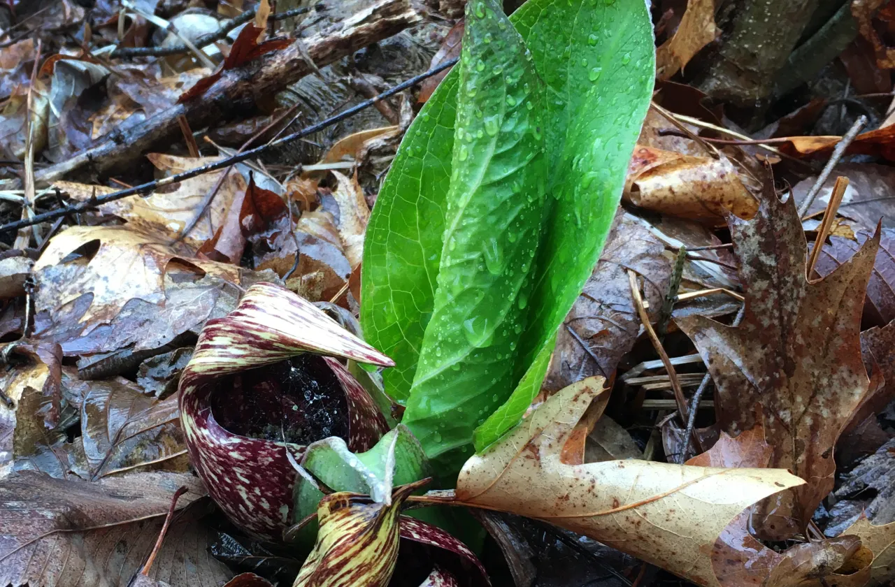 skunk cabbage