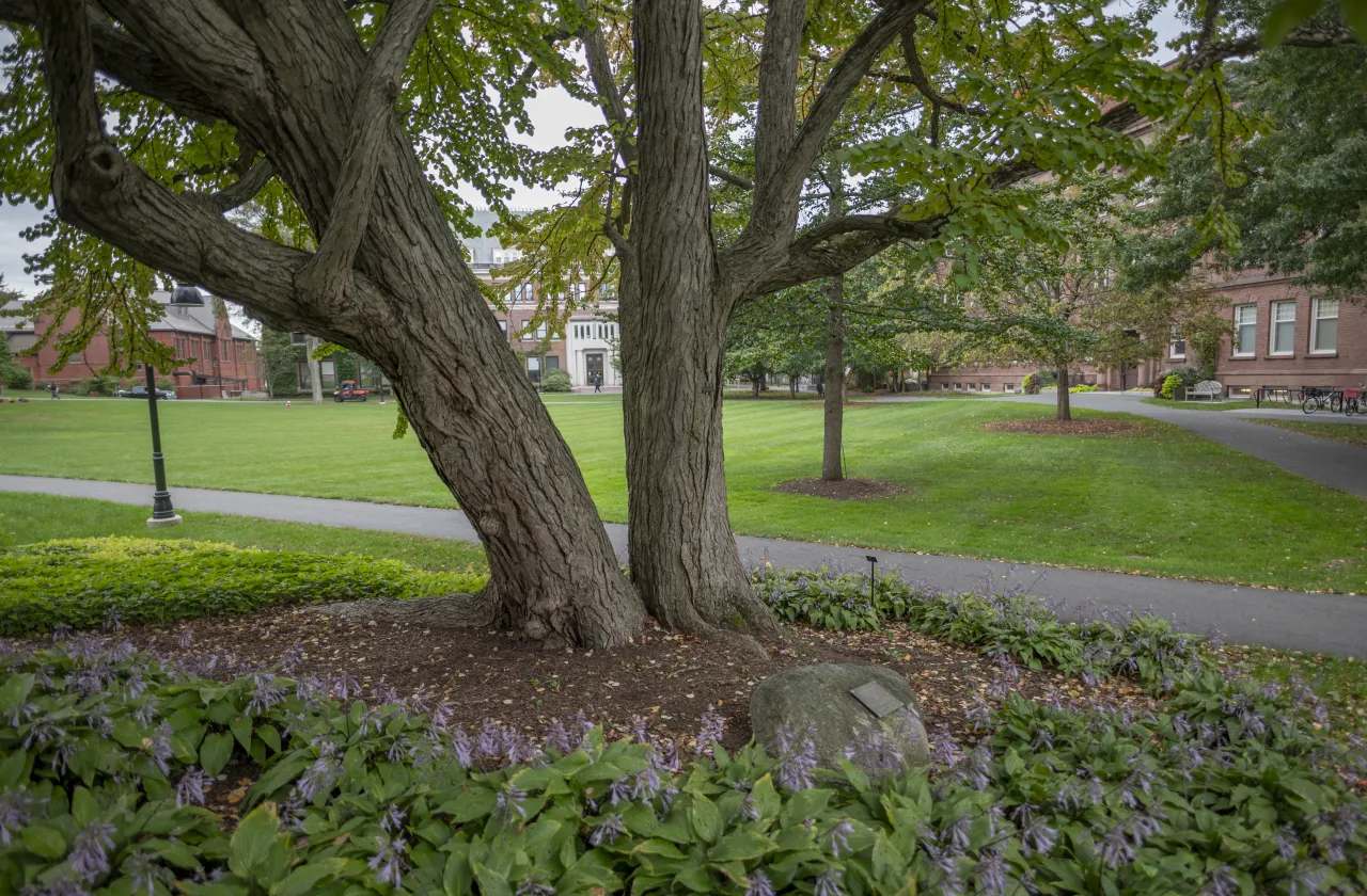 arboretum