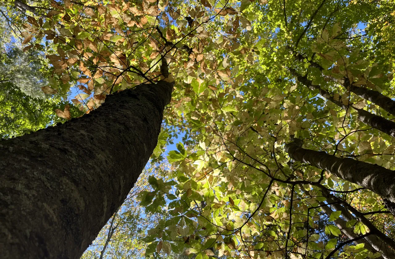 moutain magnolia