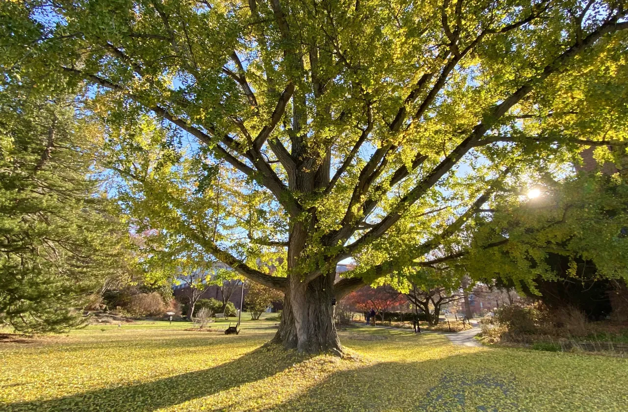 light shining through a big ginkgo tree with yellow leaves