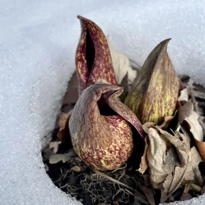 skunk cabbage