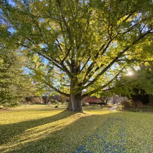 light shining through a big ginkgo tree with yellow leaves