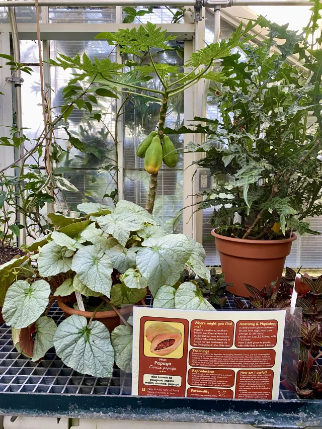 papaya plant in greenhouse with interpretative signage