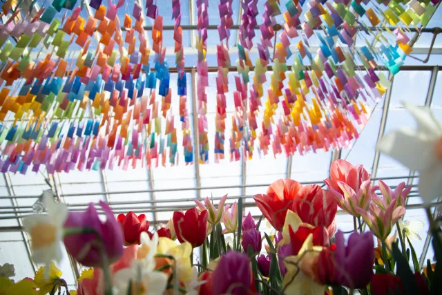 Close up of tulips flowers with colorful art installation in the background.