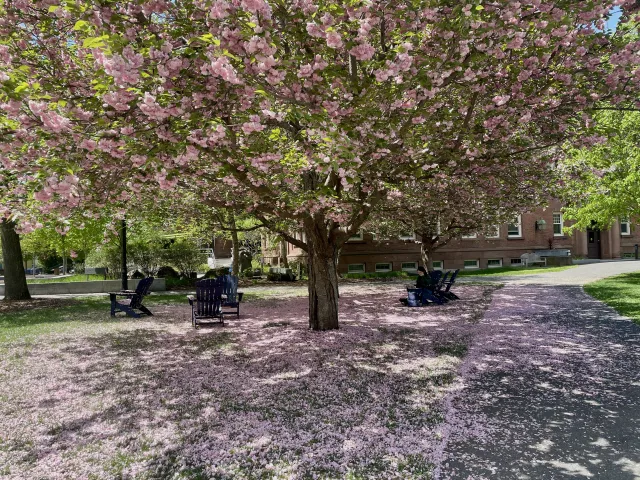 Three pink cherry blossom trees with a pool of pink petals on the ground.