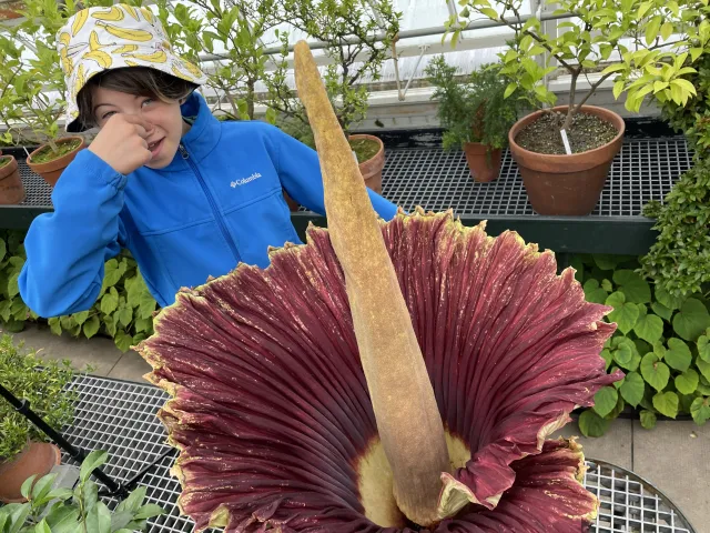 Corpse flower in the foreground with kid in banana patterned bucket hat in the background pinching his nose.