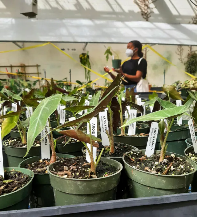 Potted Aroid Family plants wait in a line while a student in the distance considers which to take.