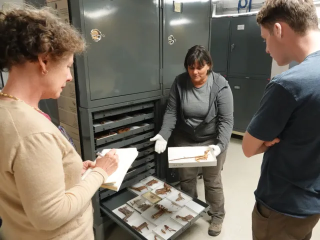 Mary Ellen Hannibal takes notes while a Grand Canyon naturalist pulls out trays of specimens from a metal cabinet