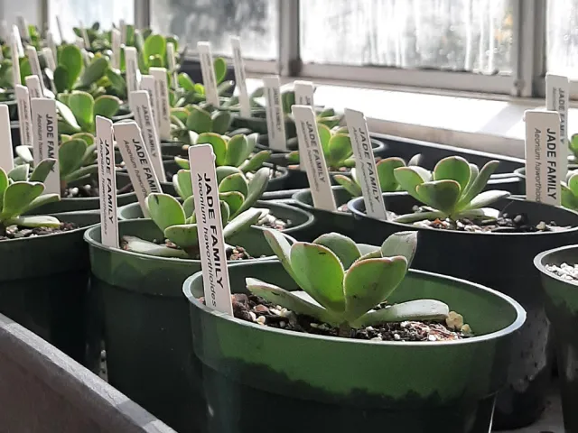 Succulents under sunny windows in the Lyman Observatory