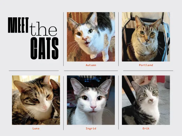 Meet the cats: A collage showing all five cats