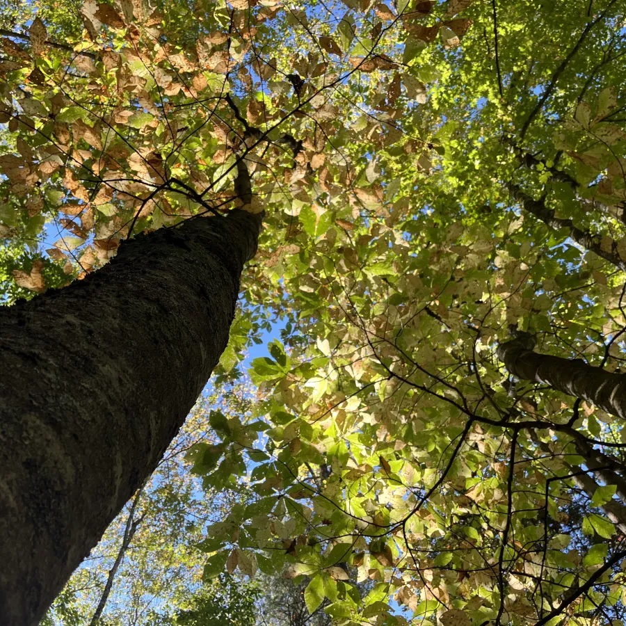 magnolia