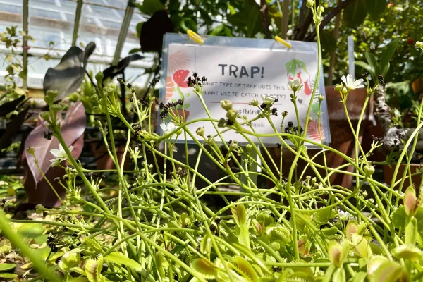 venus fly trap
