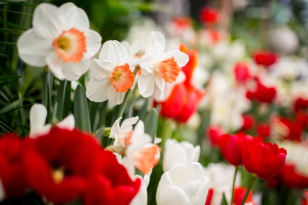 tulips