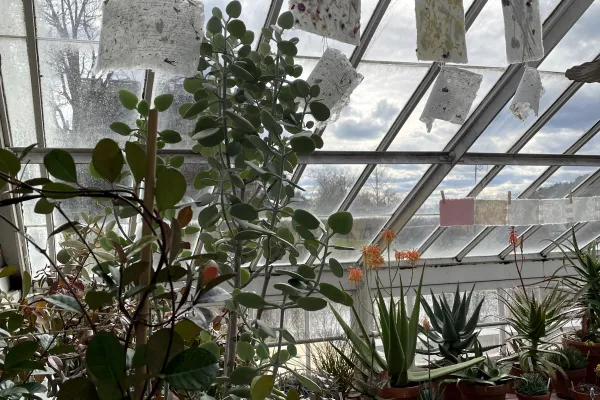 papermaking with plants
