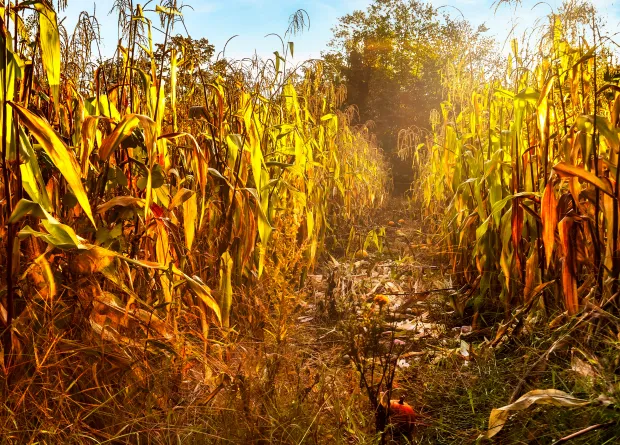 corn field with golden sunlight