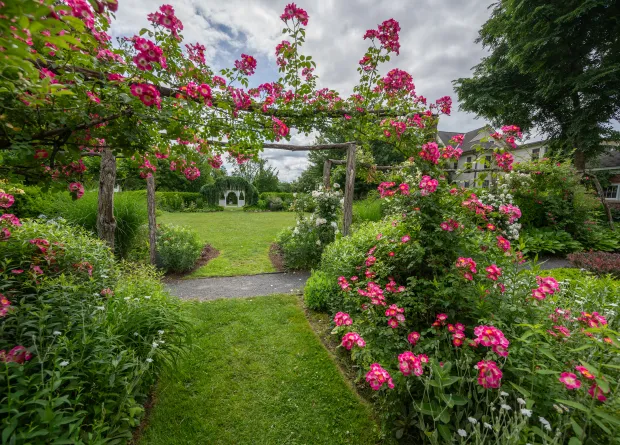 Dark pink roses growing on an arbor.
