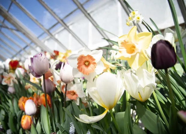 White daffodil with orange center.