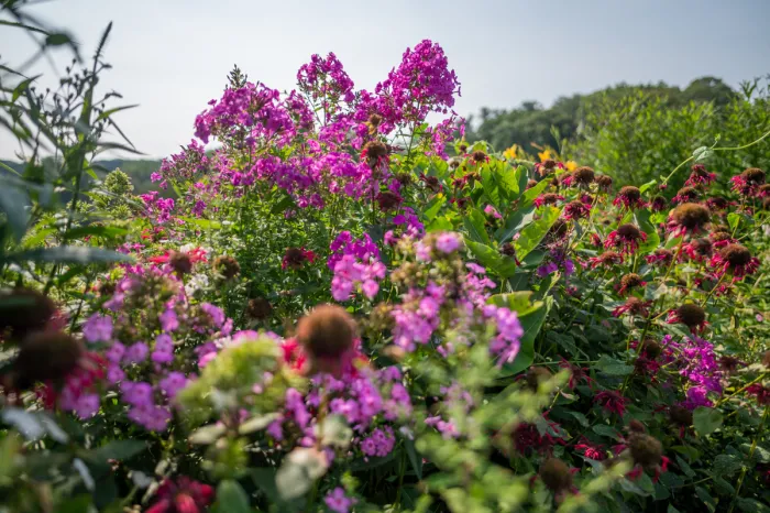 Outdoor Gardens