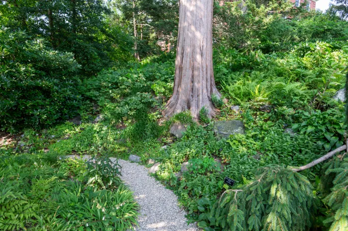 rock garden