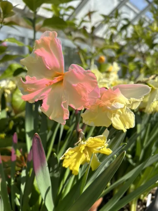 bulb show