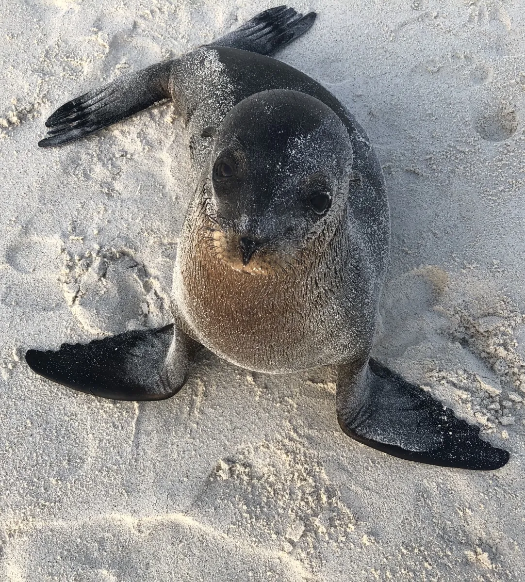 A seal looking up at the camera