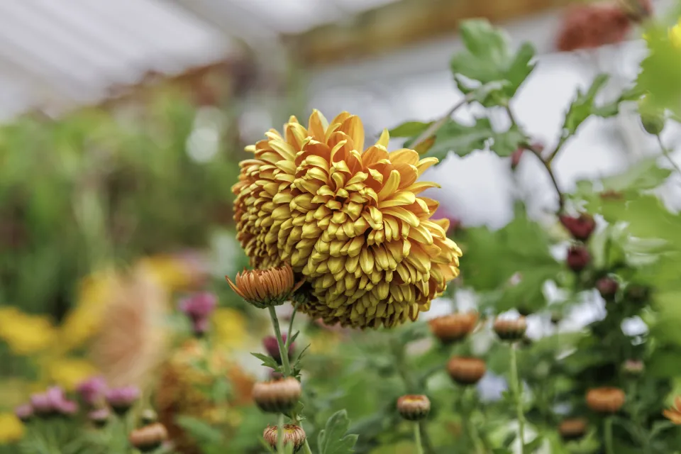 Mum show flowers
