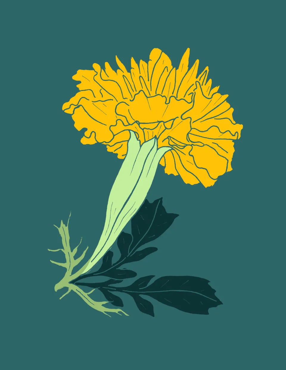 marigold