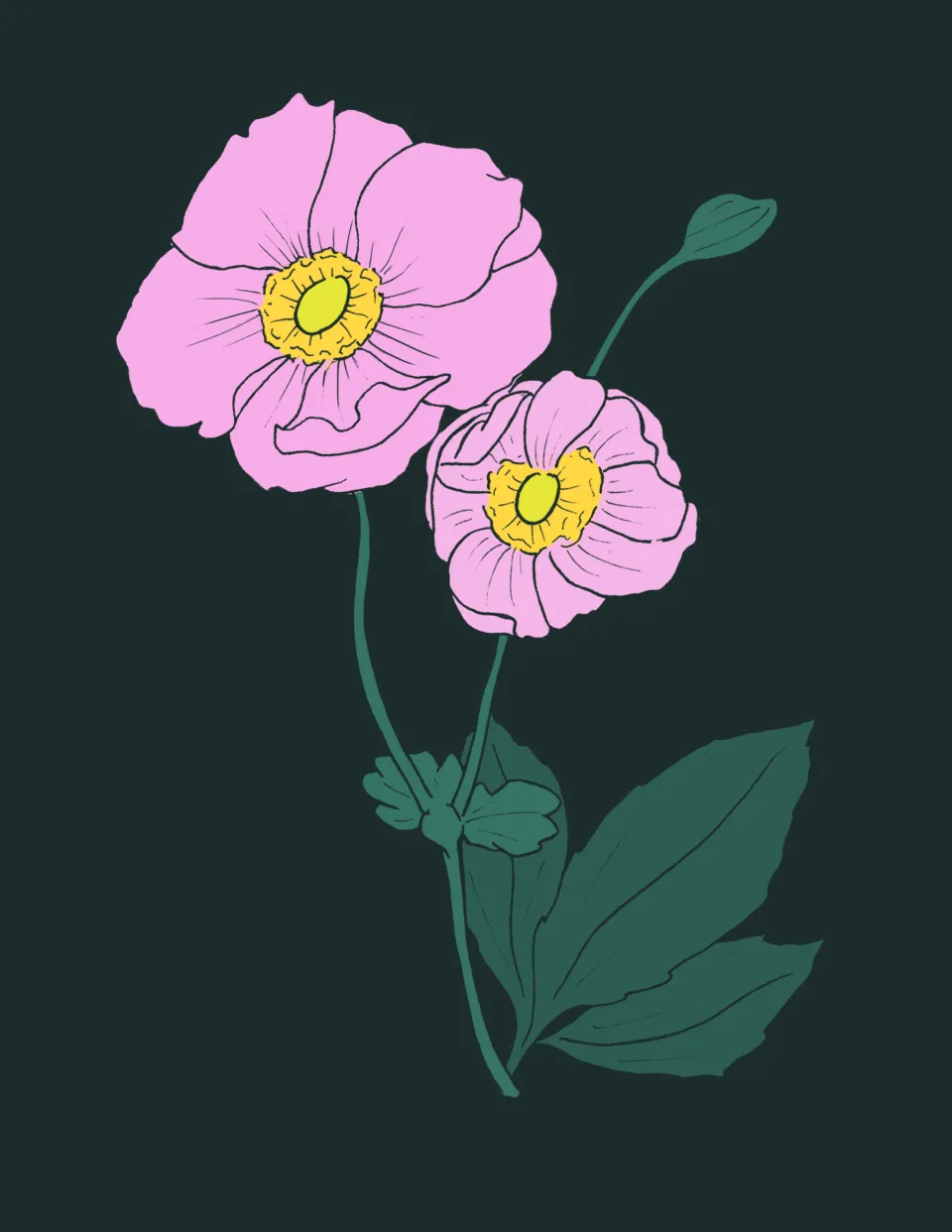 anemone