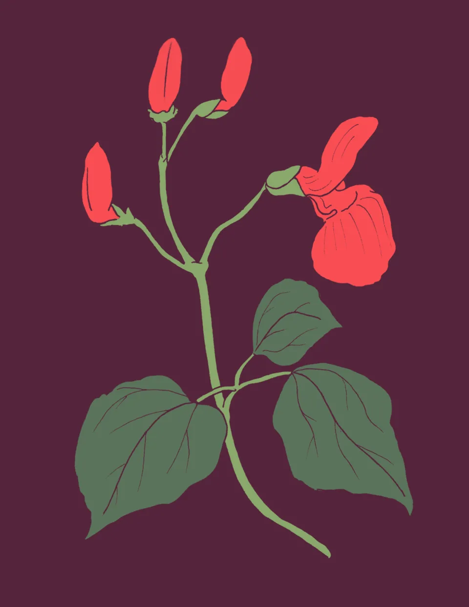 runner bean