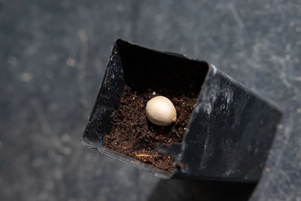 A tan gingko seed in a black pot with soil