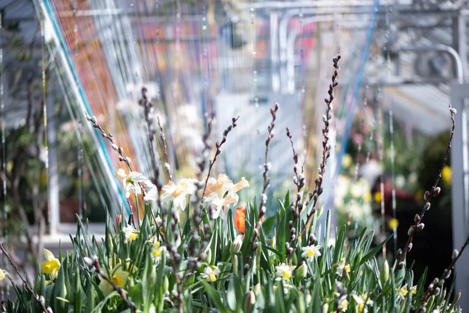 abstract image of plants