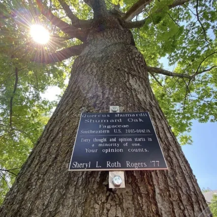 Memorial Tree