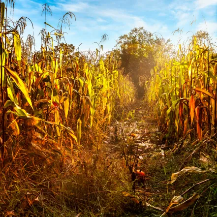 corn field with golden sunlight