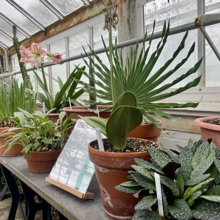 lyman plants