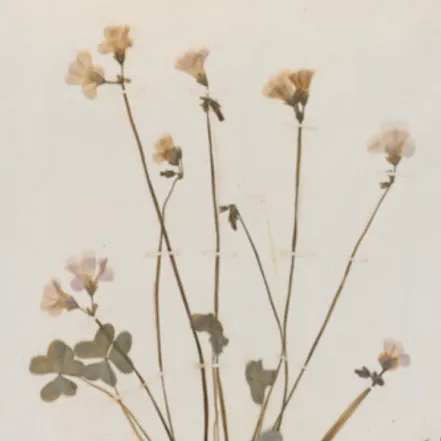 Dried white flowers. 