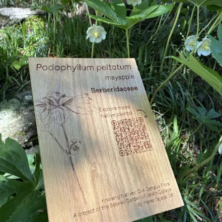 Wooden engraved panel in a green garden.