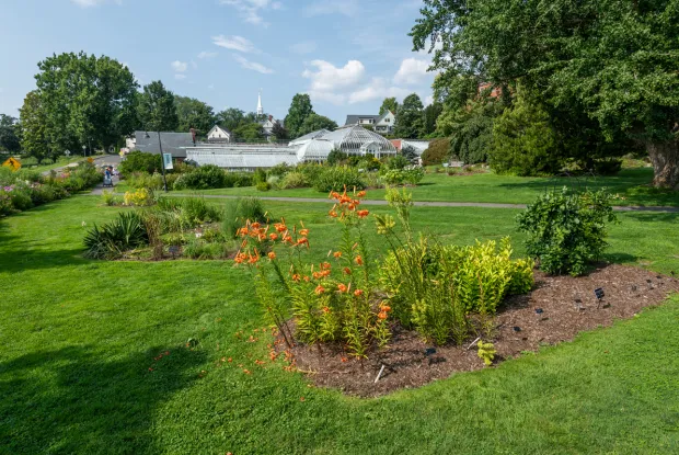 Orange lilies in the garden in front of Lyman Plant House.