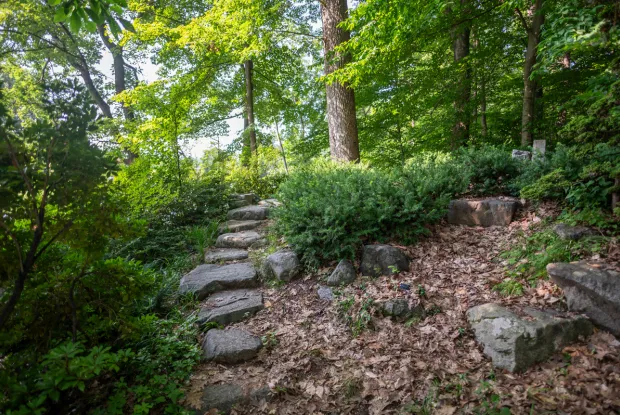 Stone steps leading in the woods. 