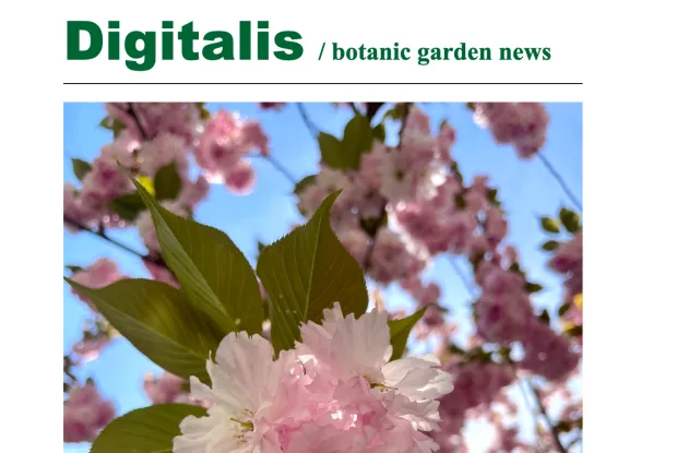 Newsletter screenshot showing green writing of title and photo of pink flowers.